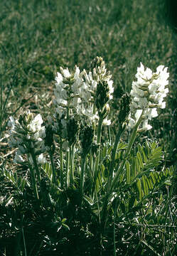 Image of white locoweed