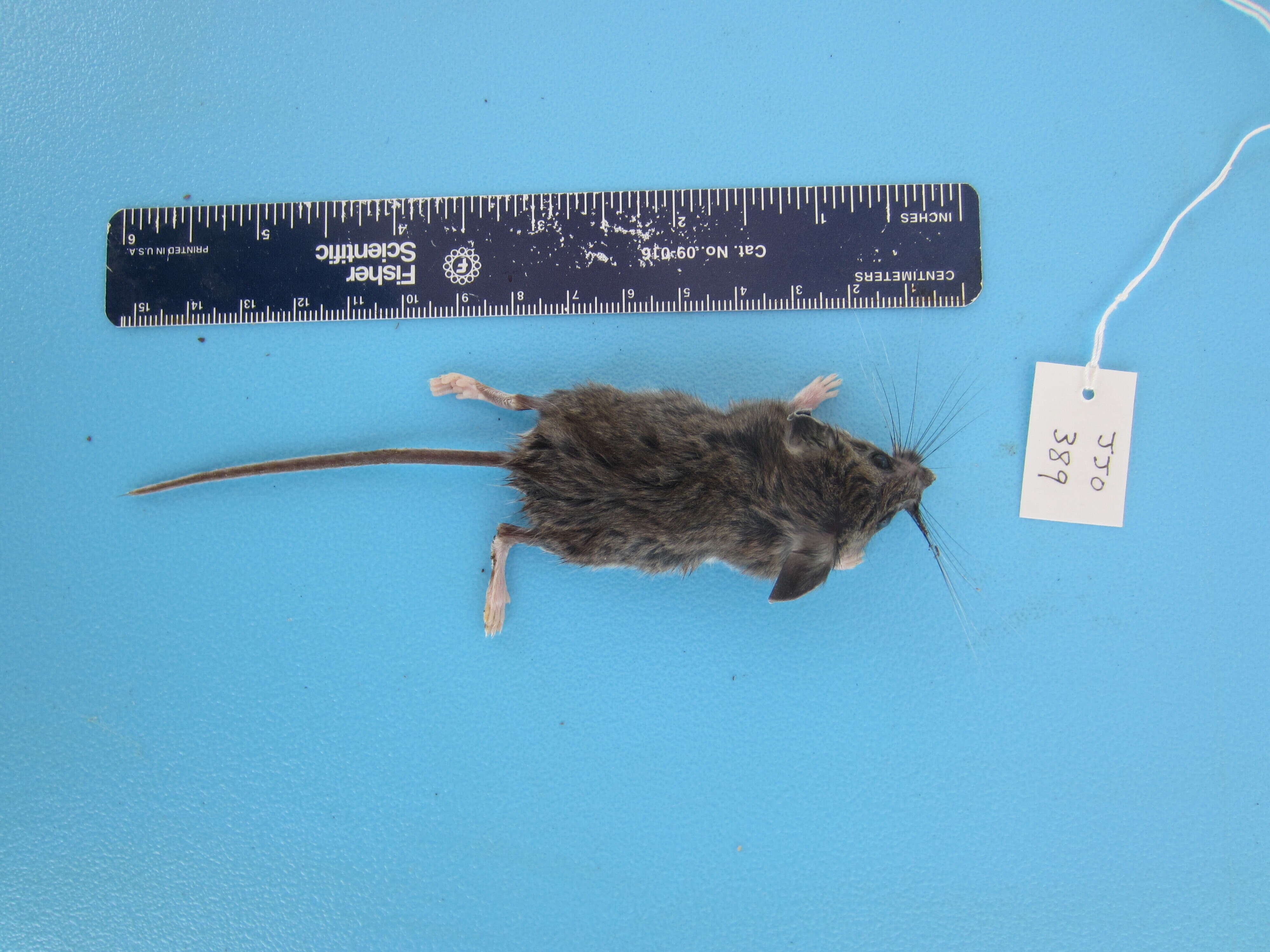 Image de Peromyscus maniculatus (Wagner 1845)