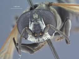 Image of Crabronid wasp