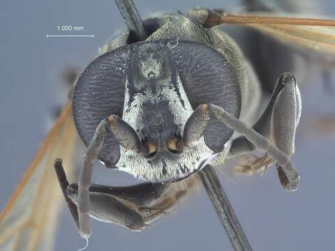 Image of Crabronid wasp