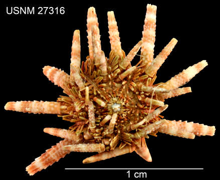 Image of Hawaiian sea urchin