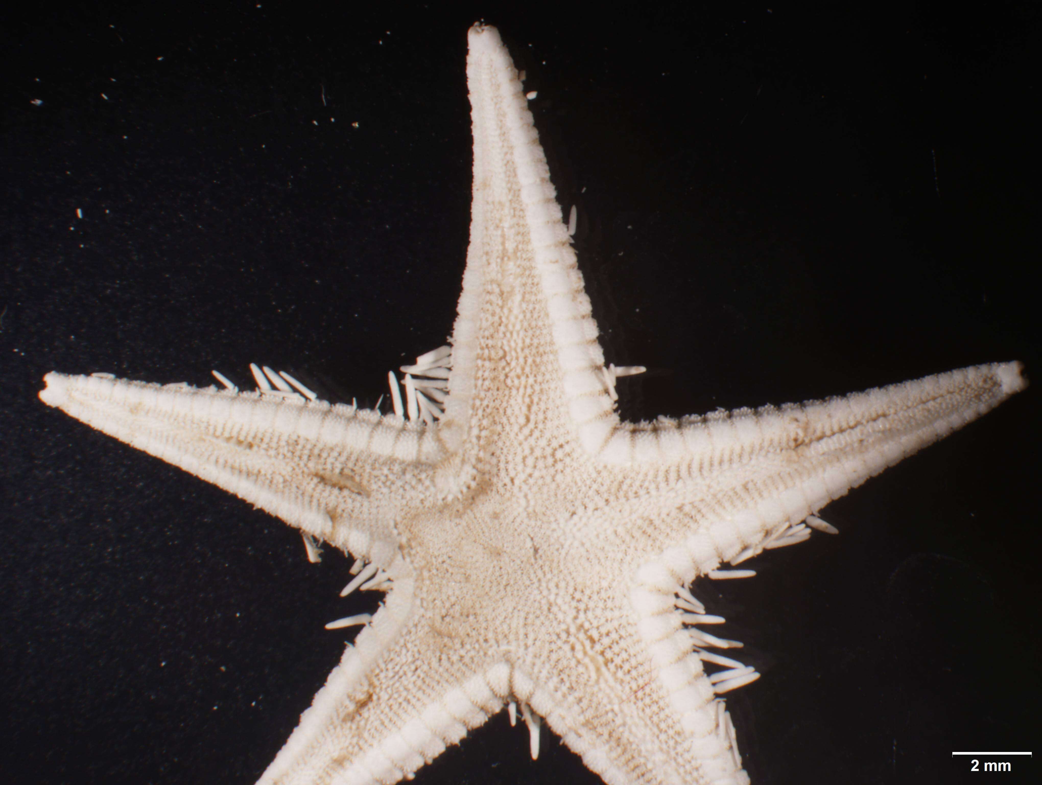 Image of Astropecten marginatus Gray 1840