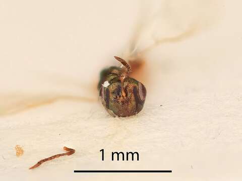 Image of Leptomeraporus
