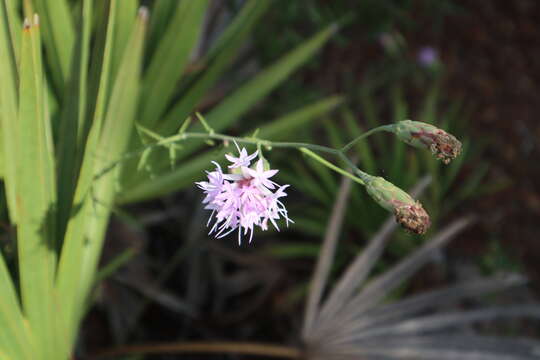 Слика од Liatris ohlingerae (Blake) B. L. Rob.