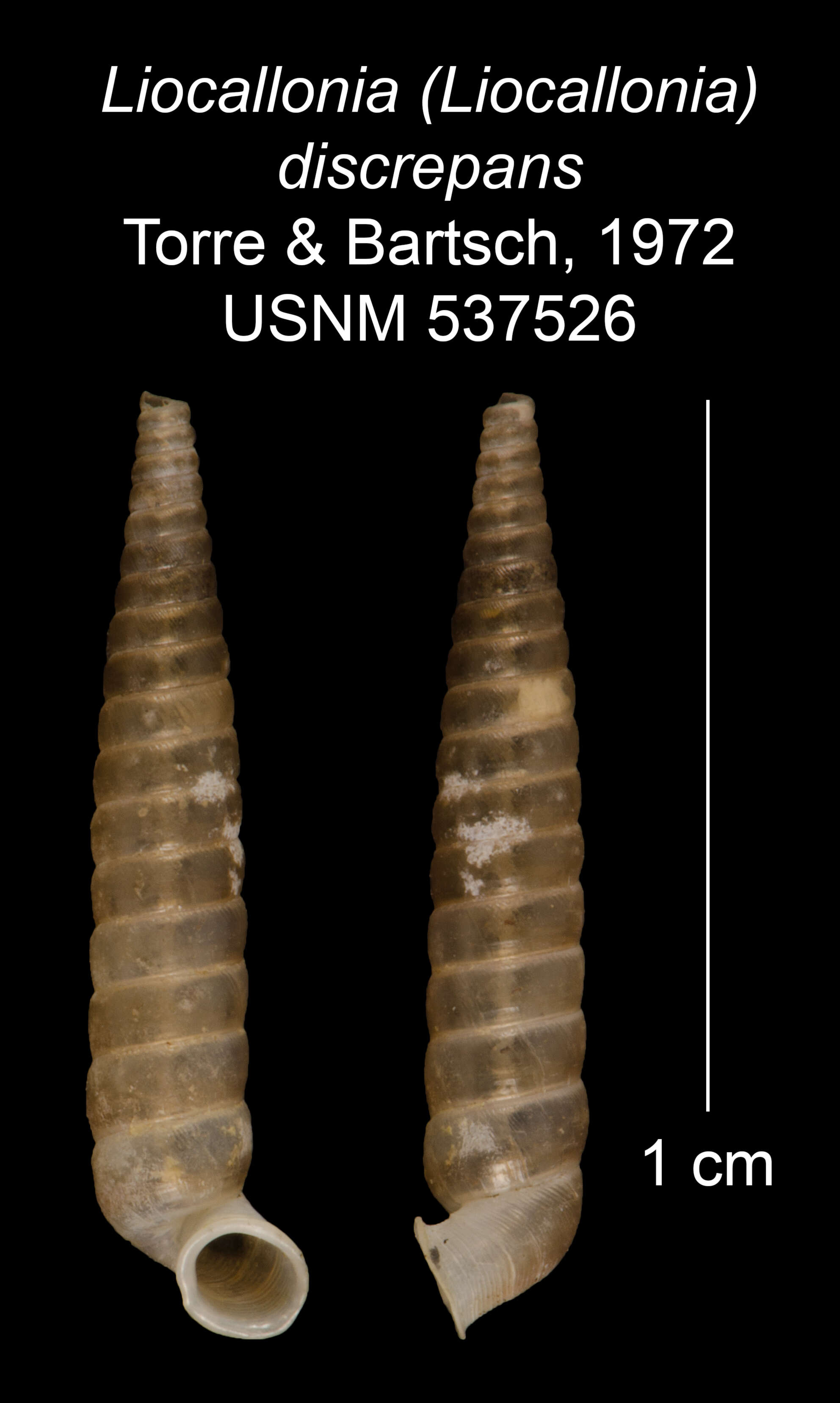 Plancia ëd Liocallonia discrepans C. Torre & Bartsch 1972