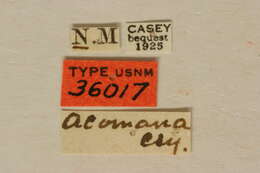 Image of Rosalia funebris acomana Casey 1912