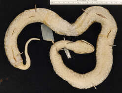 صورة Macrovipera lebetina transmediterranea (Nilson & Andrén 1988)