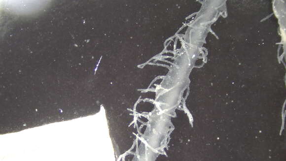 Image of Cladorhizidae