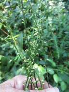 Image de Persicaria virginiana (L.) Gaertner