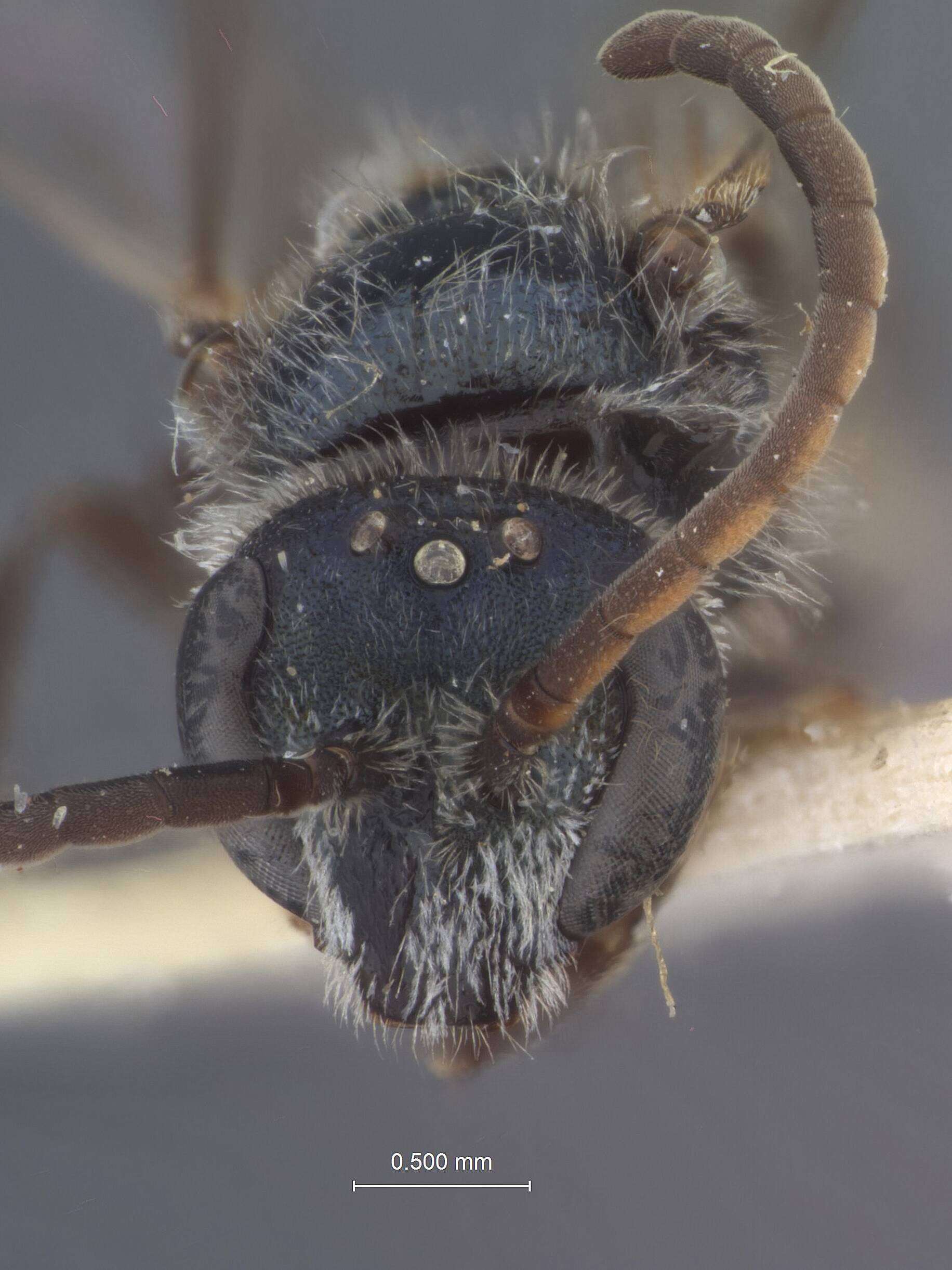 Image of Halictus