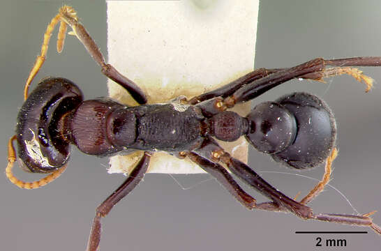 Image of Myrmecia aberrans Forel 1900