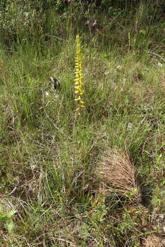 Image of yellow colicroot