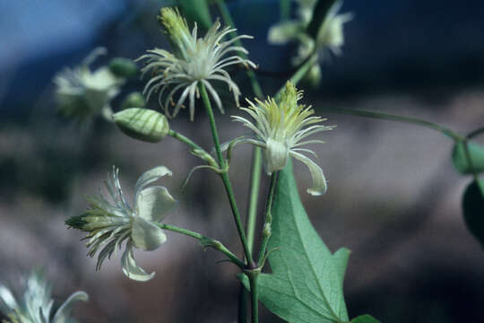 Image of Rhizophora L.