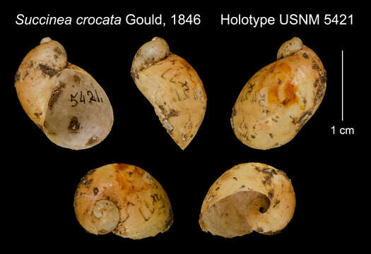Image of Succinea crocata Gould 1846