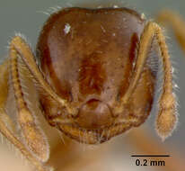 Image of Crematogaster karawaiewi Menozzi 1935