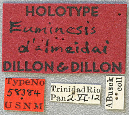 Harringtonia dalmeidai (Dillon & Dillon 1946) resmi