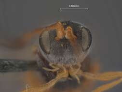 Image of Ascogaster aurea Shaw 1983