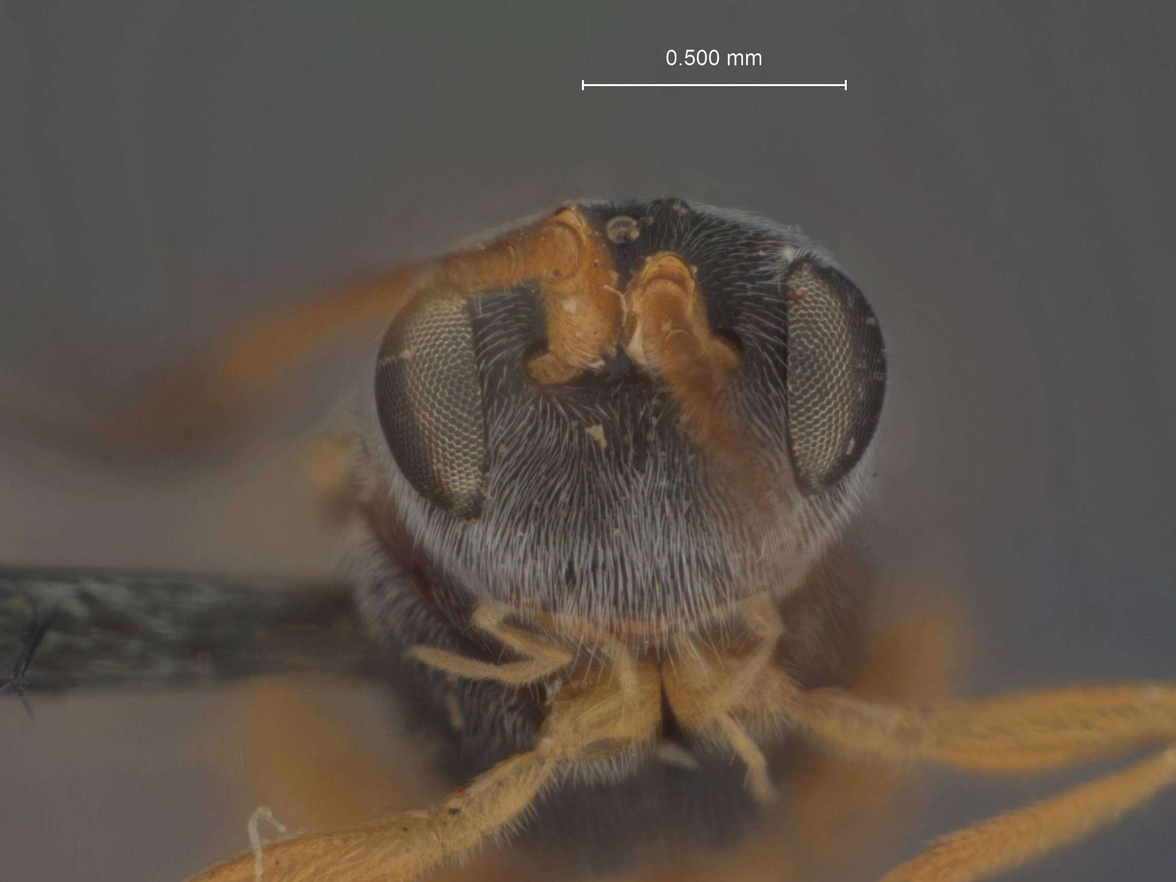 Image of Ascogaster aurea Shaw 1983