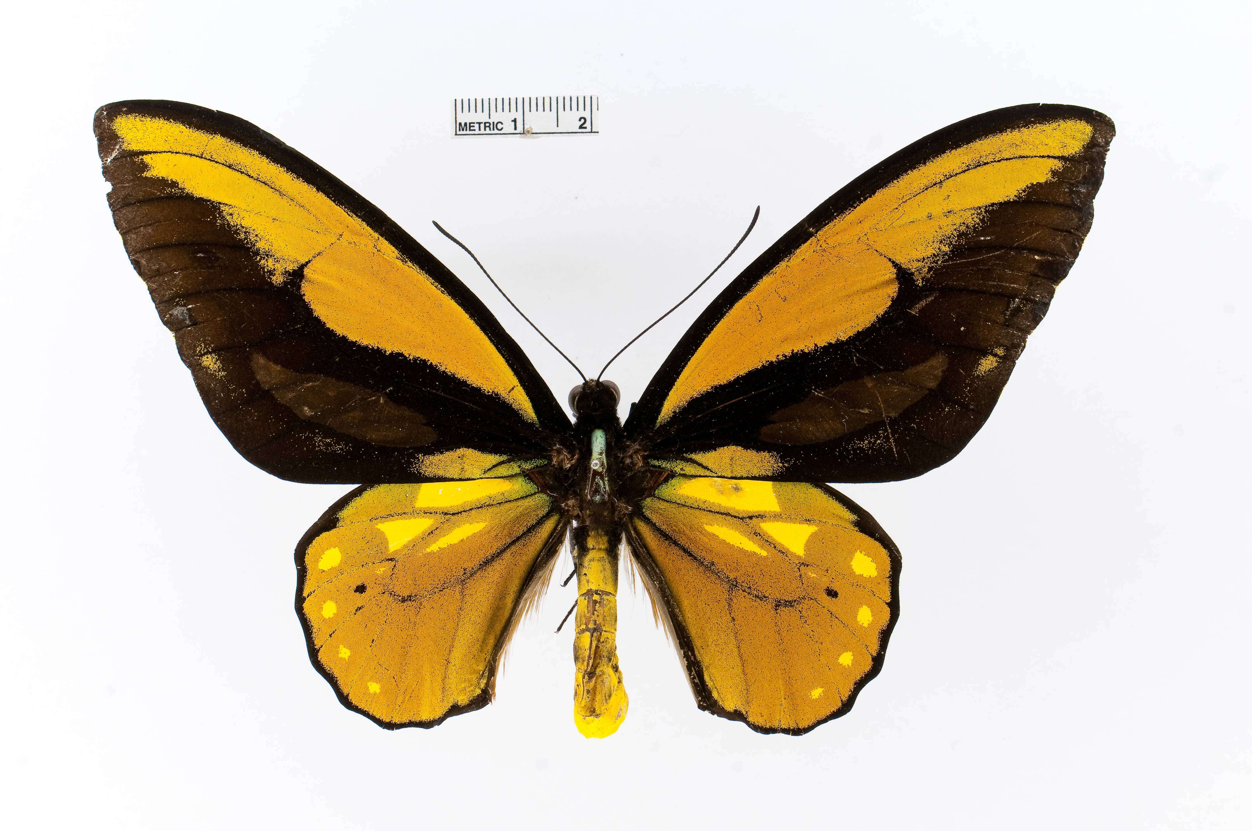 Image of Wallace's Golden Birdwing