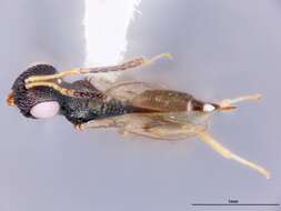 صورة Plutothrix aerata Heydon 1997