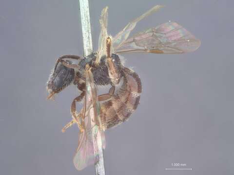 Image of Halictus