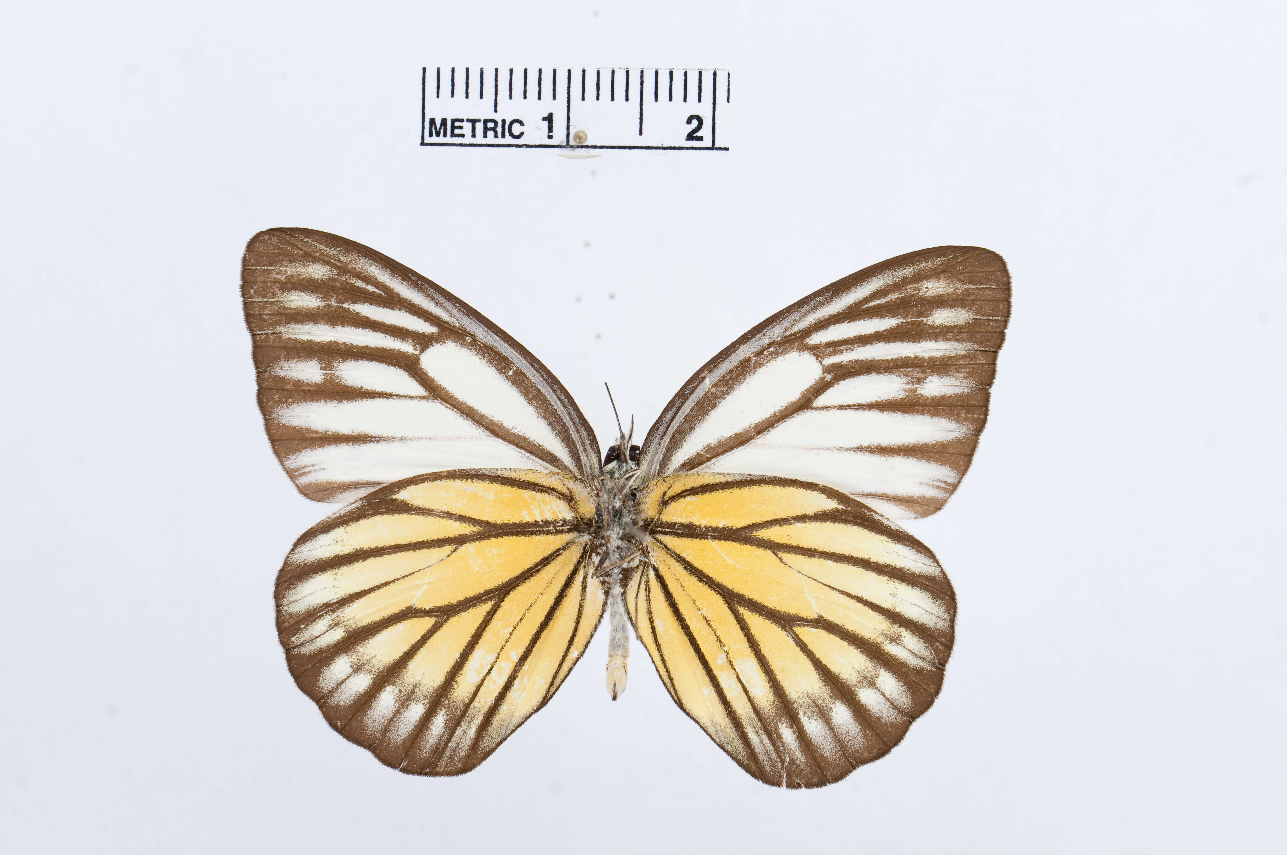 Image of Cepora pactolicus (Butler 1865)