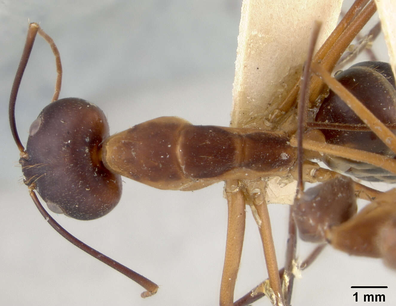Image of Camponotus langi Wheeler 1922