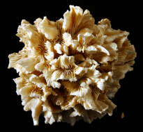 Image of Palm Lettuce Coral