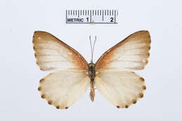 Image of Mylothris bernice (Hewitson 1866)