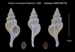 Image of Enixotrophon veronicae (Pastorino 1999)