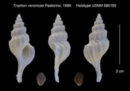 Sivun Enixotrophon veronicae (Pastorino 1999) kuva