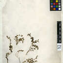 Image of Teucrium odontites Boiss. & Balansa