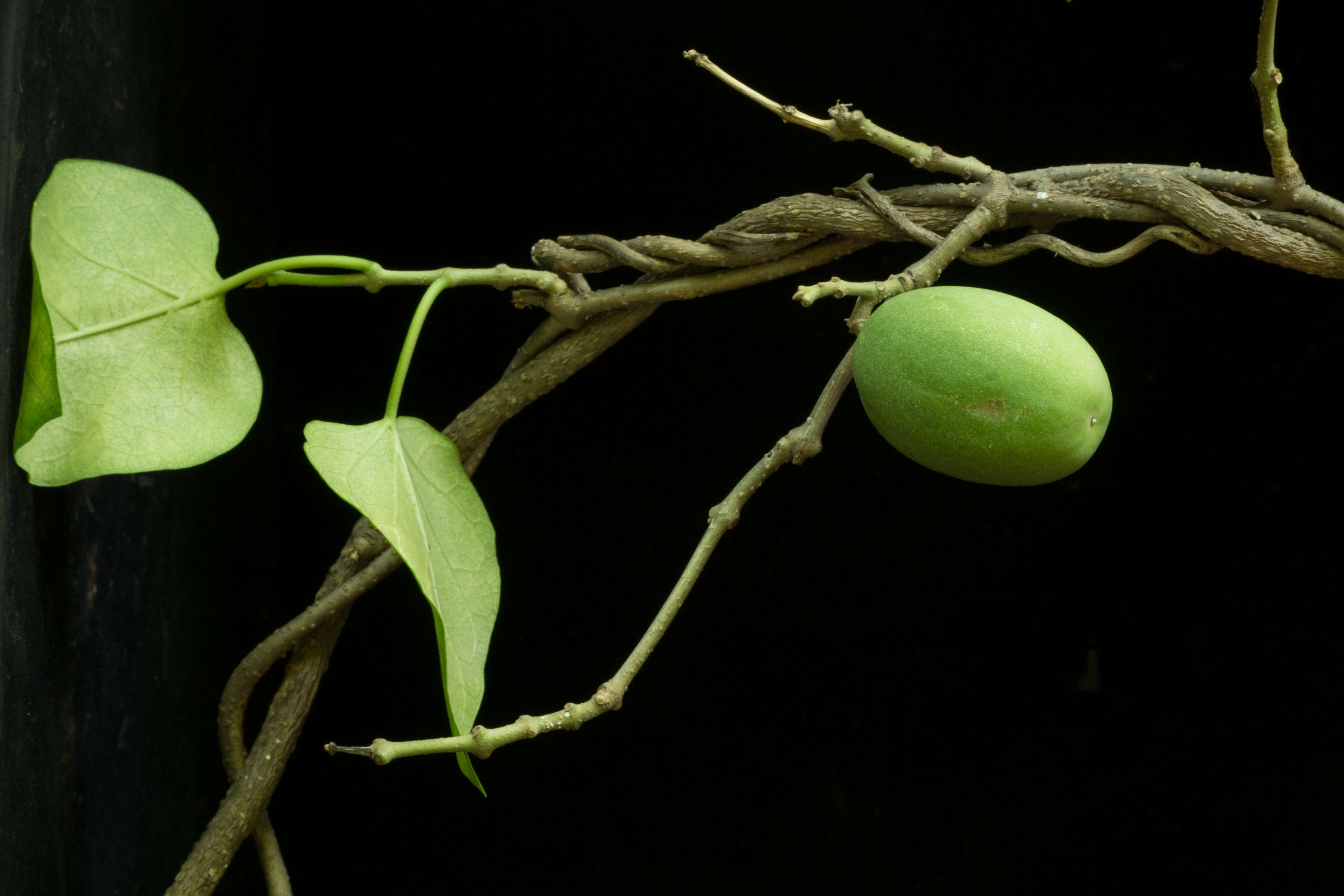 Image of Marsdenia coulteri Hemsl.