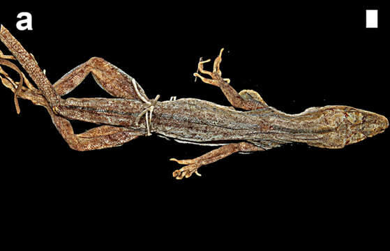 Image of Taylor's Anole