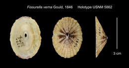 Image de Fissurella verna Gould 1846