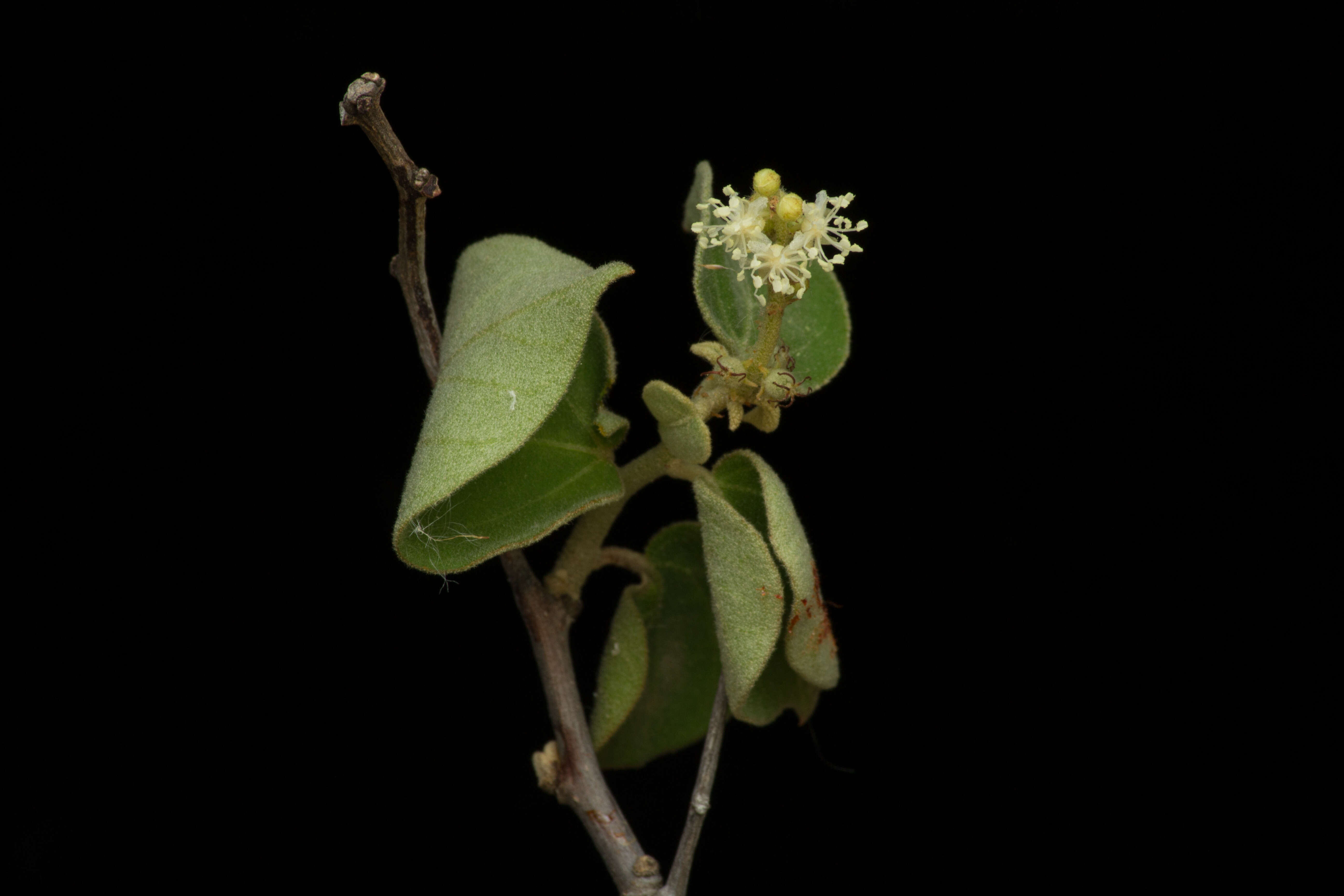 Image of Croton mazapensis Lundell
