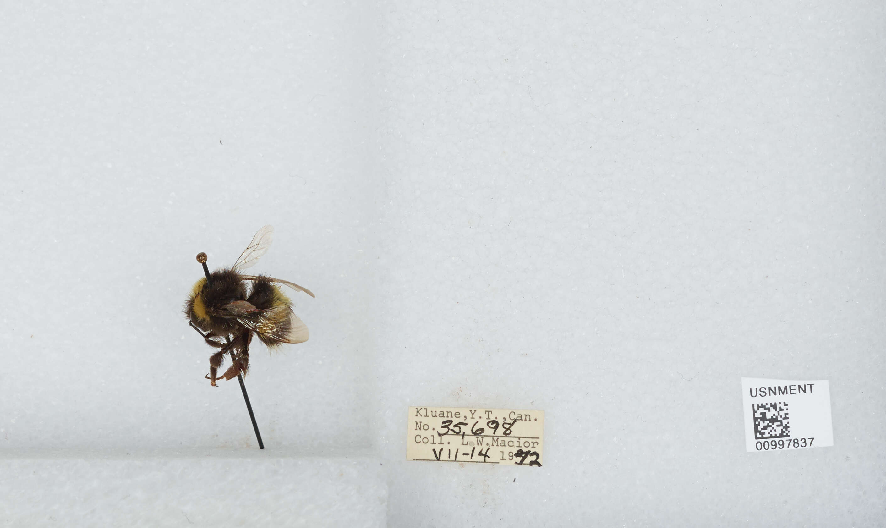 Image of White-tailed bumblebee