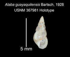 صورة <i>Alaba guayaquilensis</i> Bartsch 1928