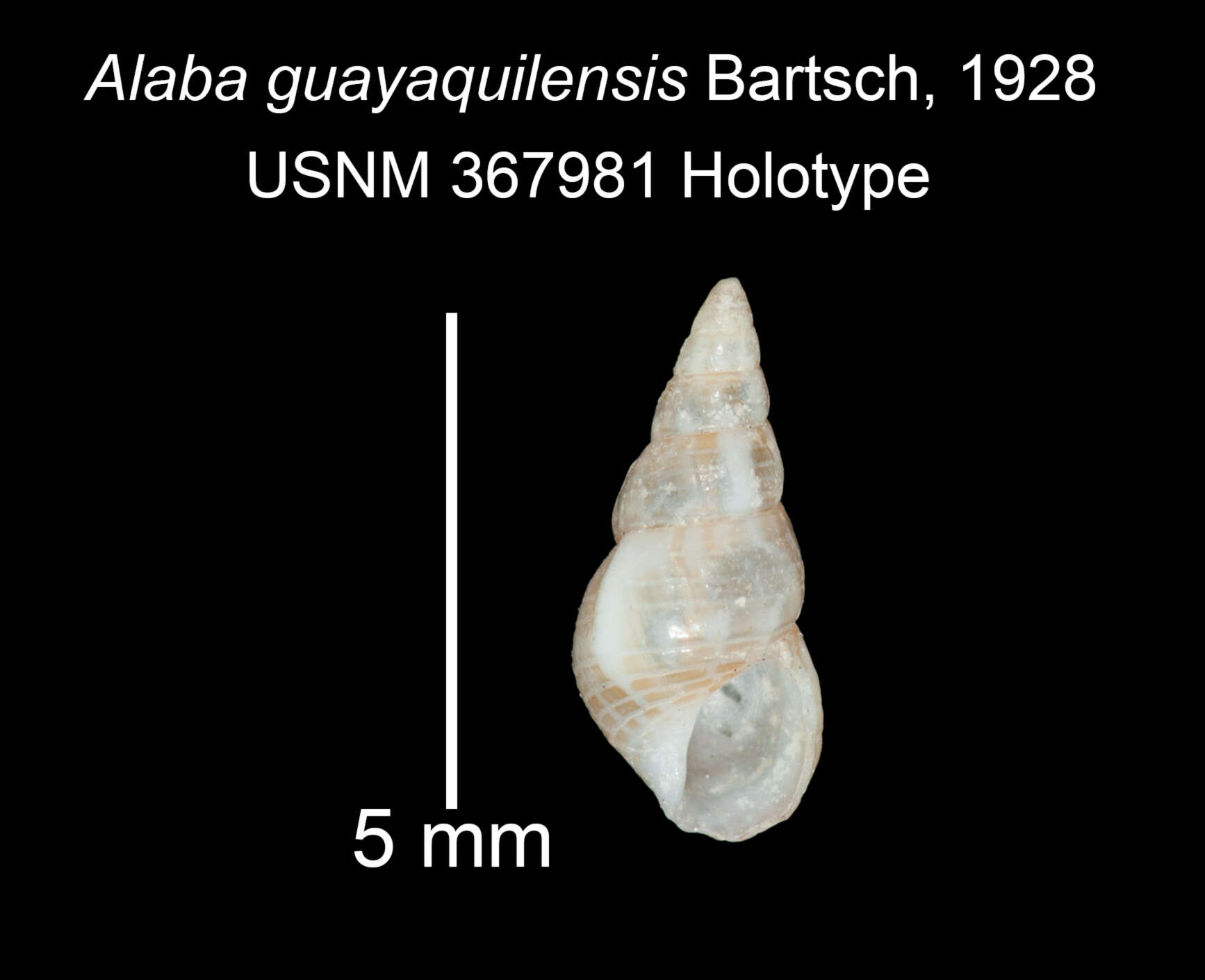 صورة <i>Alaba guayaquilensis</i> Bartsch 1928