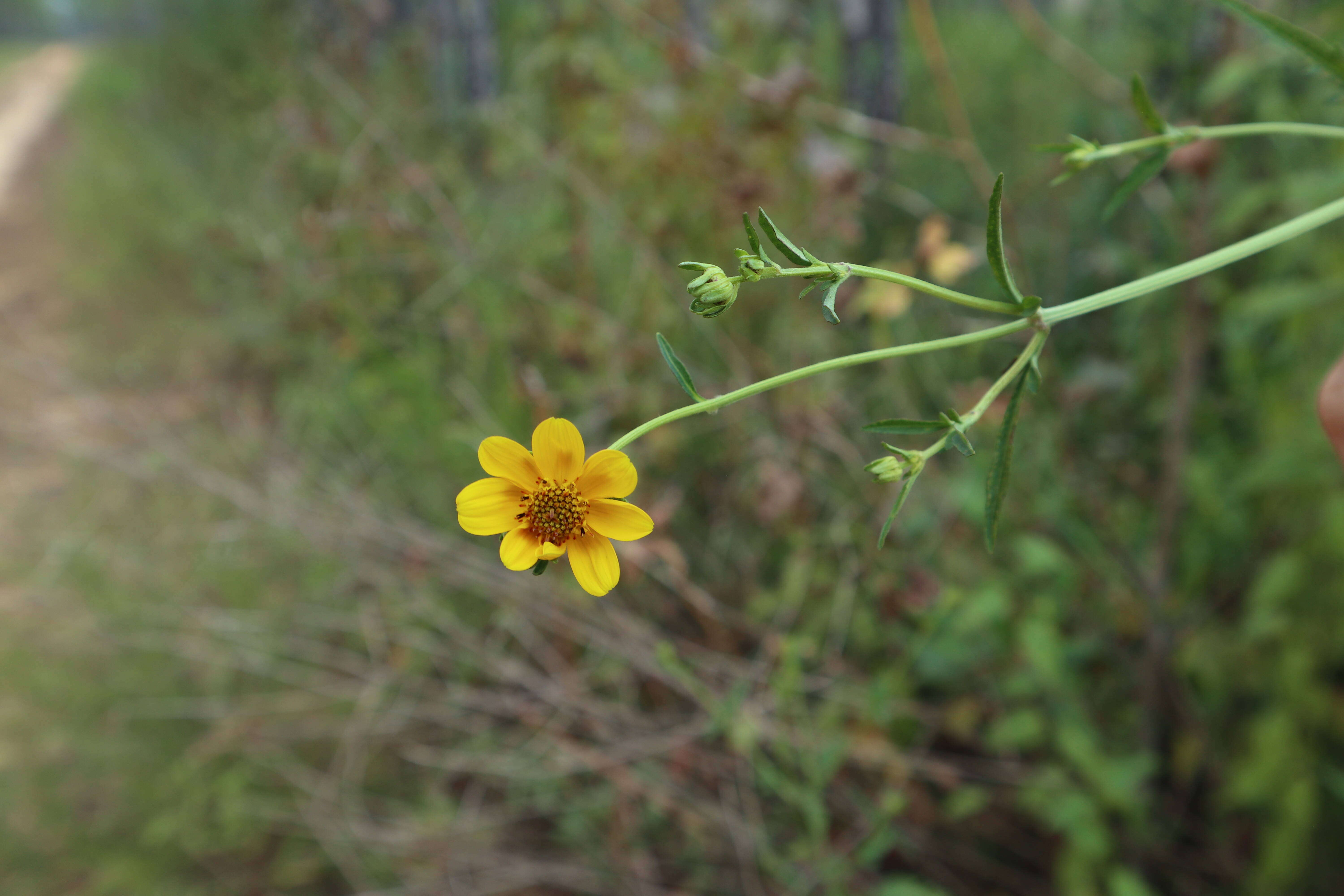 Image de Bidens mitis (Michx.) Sherff