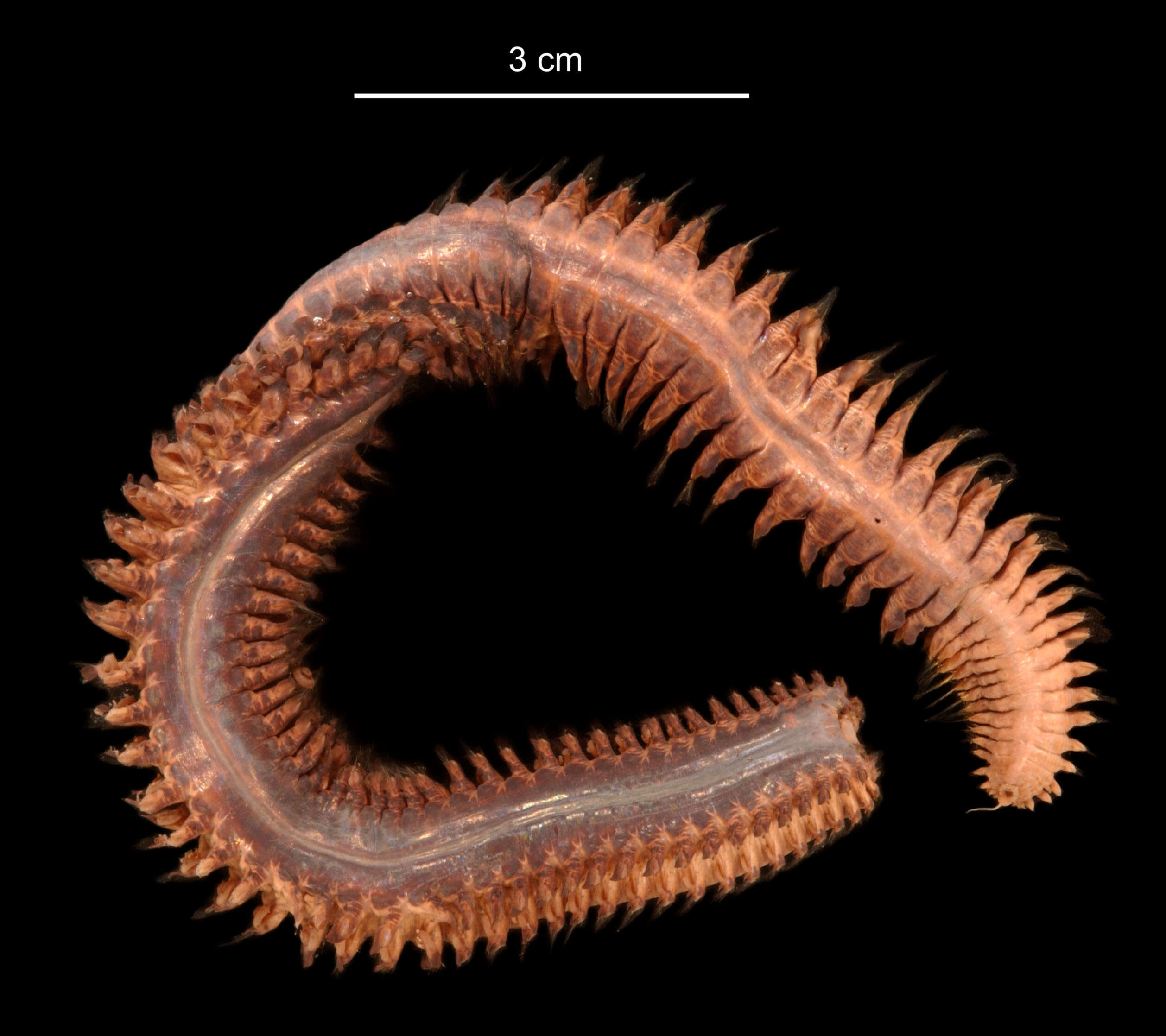 Aglaophamus ornatus Hartman 1967 resmi