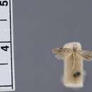 Image of <i>Eucordylea elucidella</i> Barnes & Busck