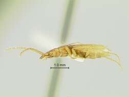 Pseudanophthalmus hortulanus Barr 1965的圖片