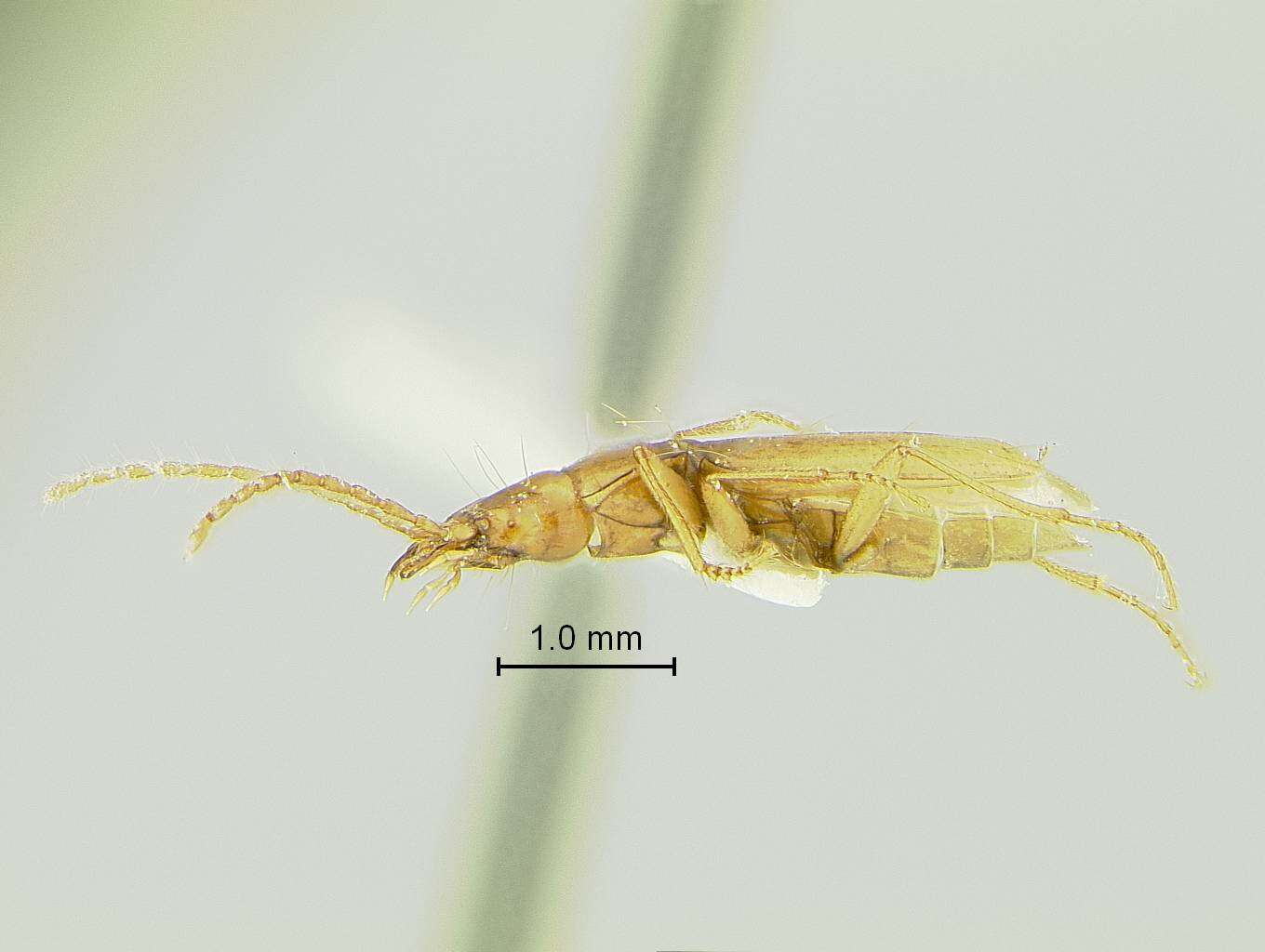 Слика од Pseudanophthalmus hortulanus Barr 1965