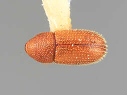 Image de Spermophthorus