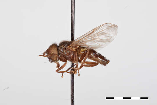 Image of Chrysogaster Meigen 1803