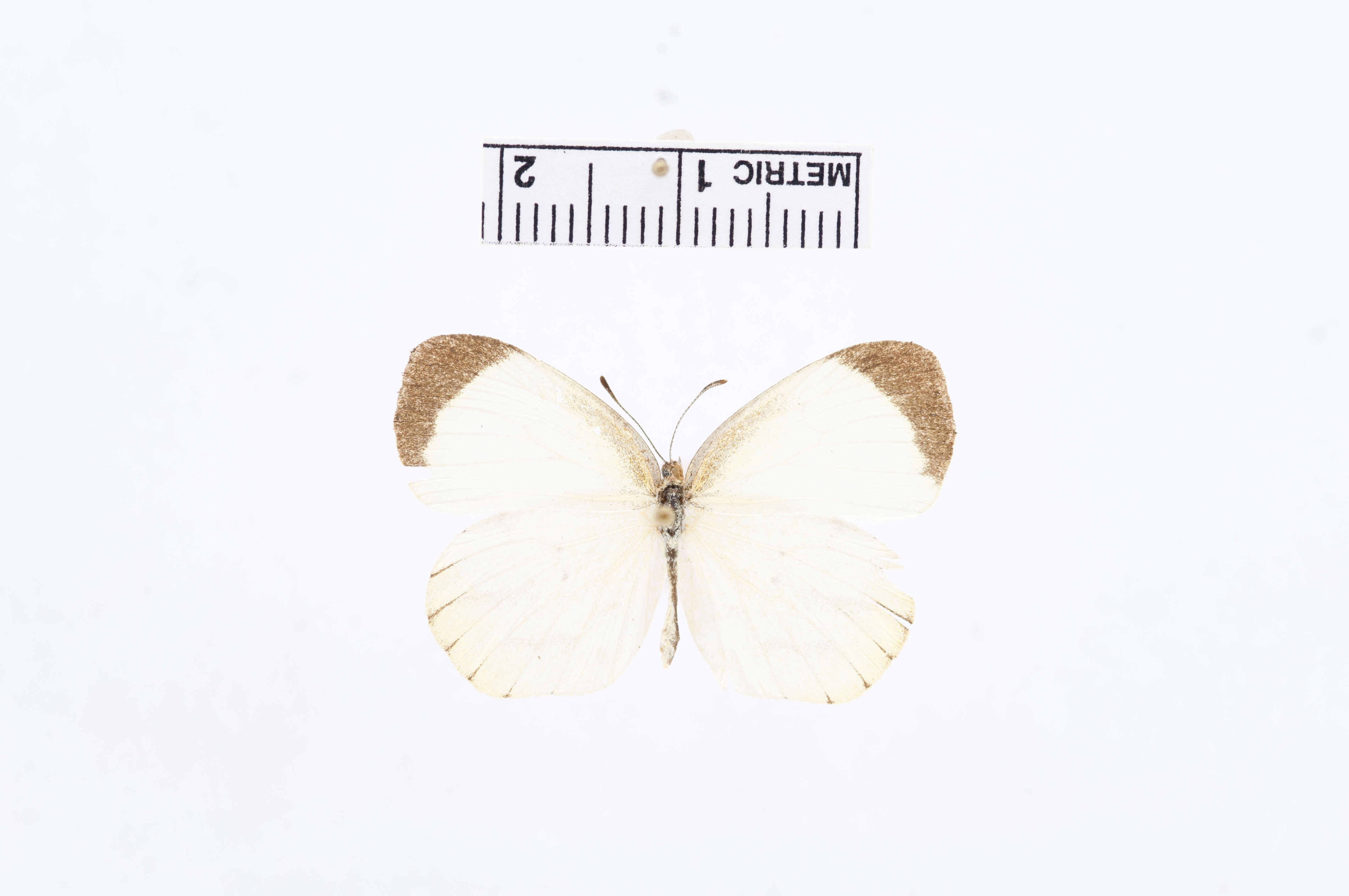 Image de Eurema phiale (Cramer (1775))