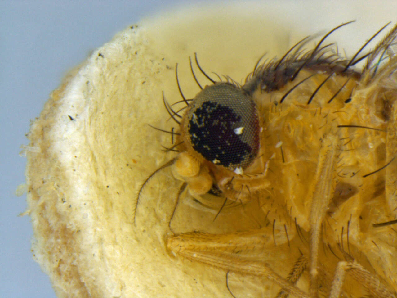 Image de Liriomyza blechi Spencer 1973