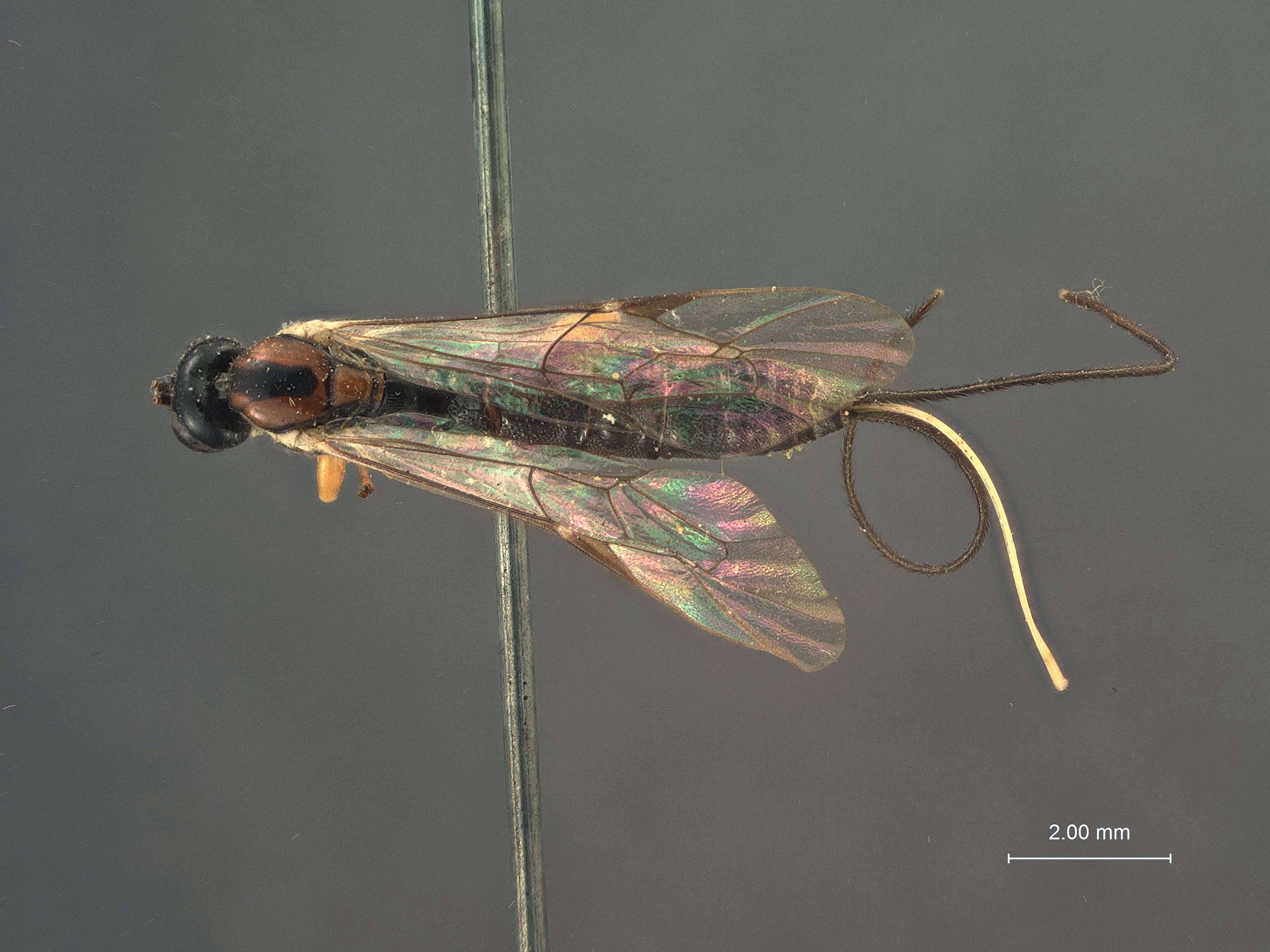 Image de Calliephialtes thurberiae Cushman 1915