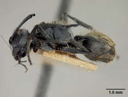 Image of Polyrhachis gab Forel 1879